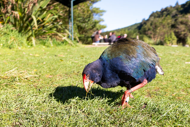 A chubby Takahe